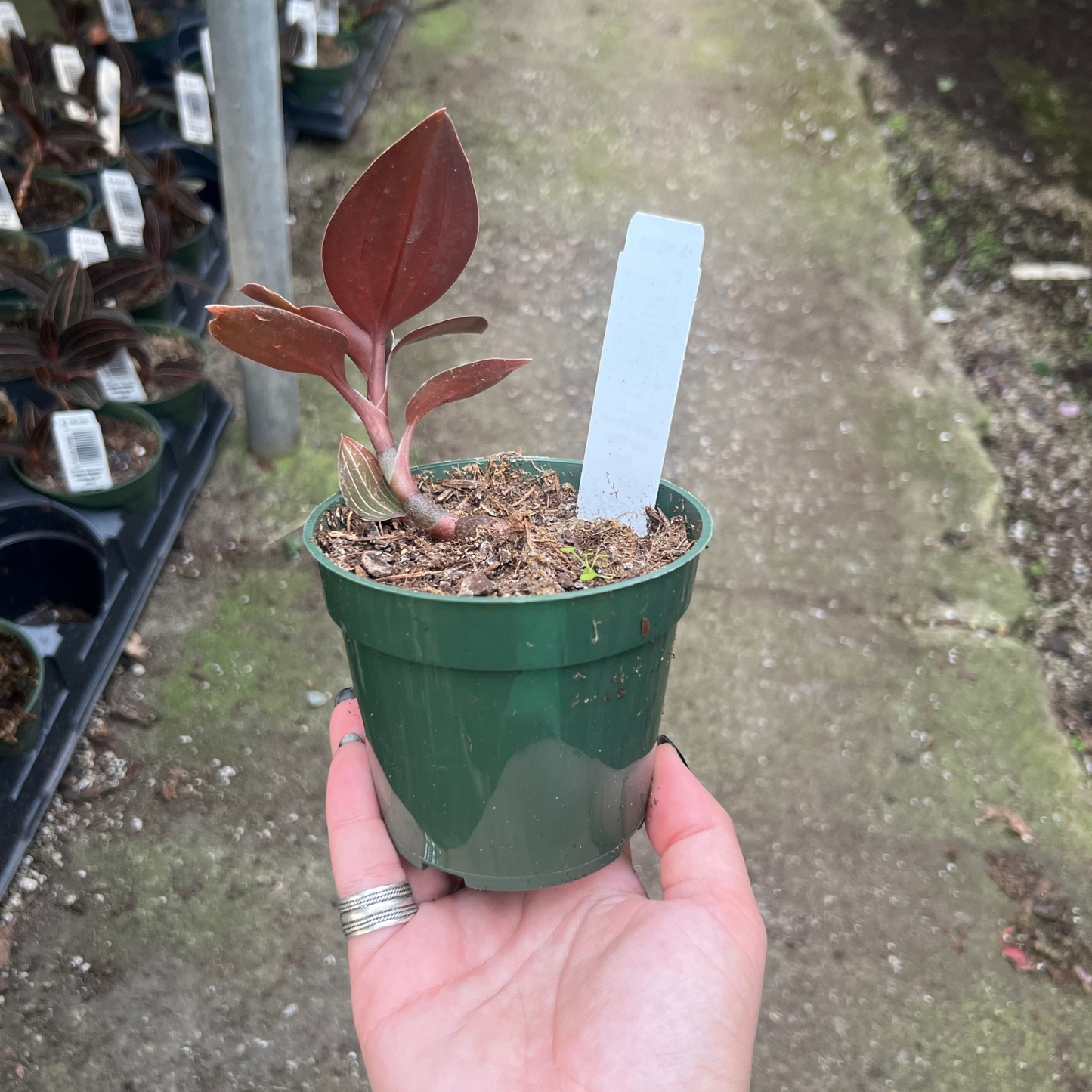 'Black Jewel Orchid'- Ludisia Discolor