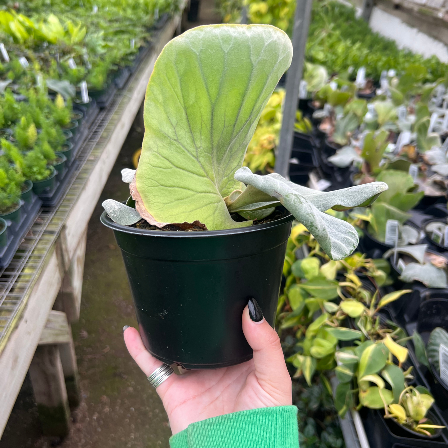 Elephant Staghorn Fern