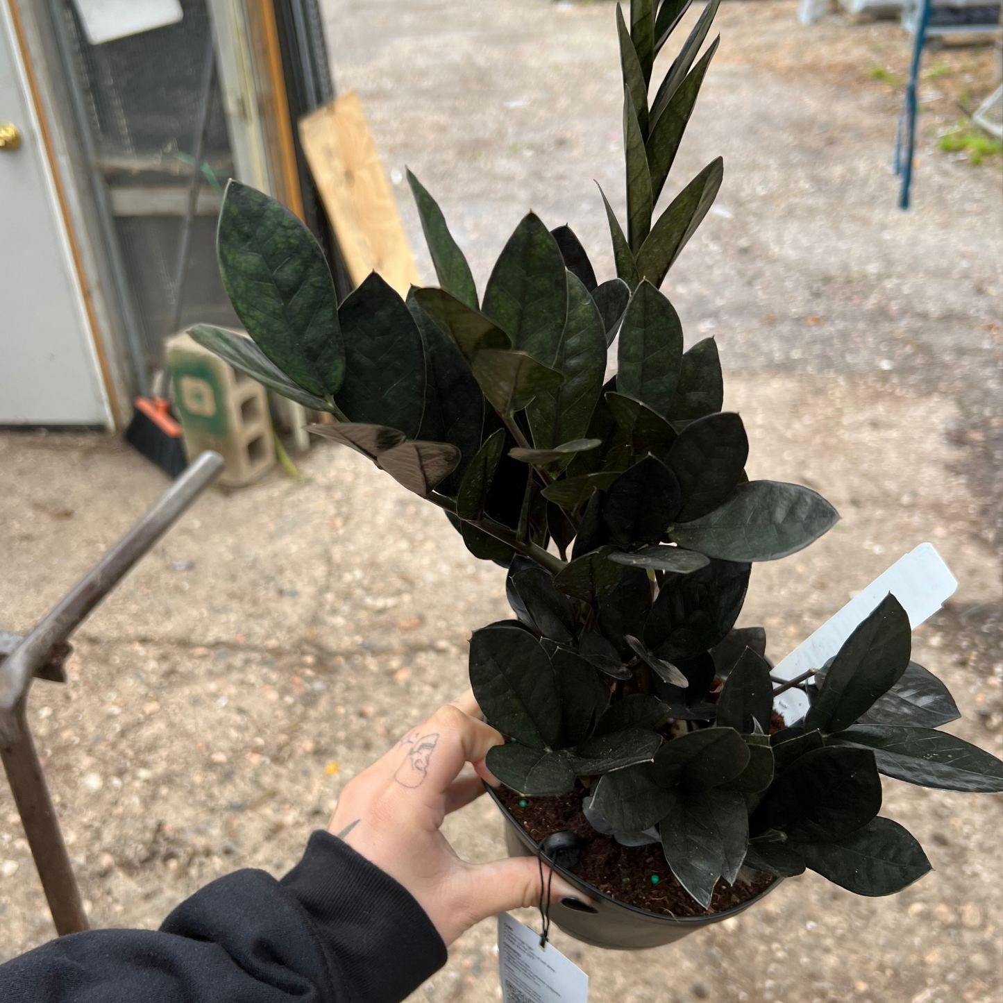 Black Raven ZZ Plant