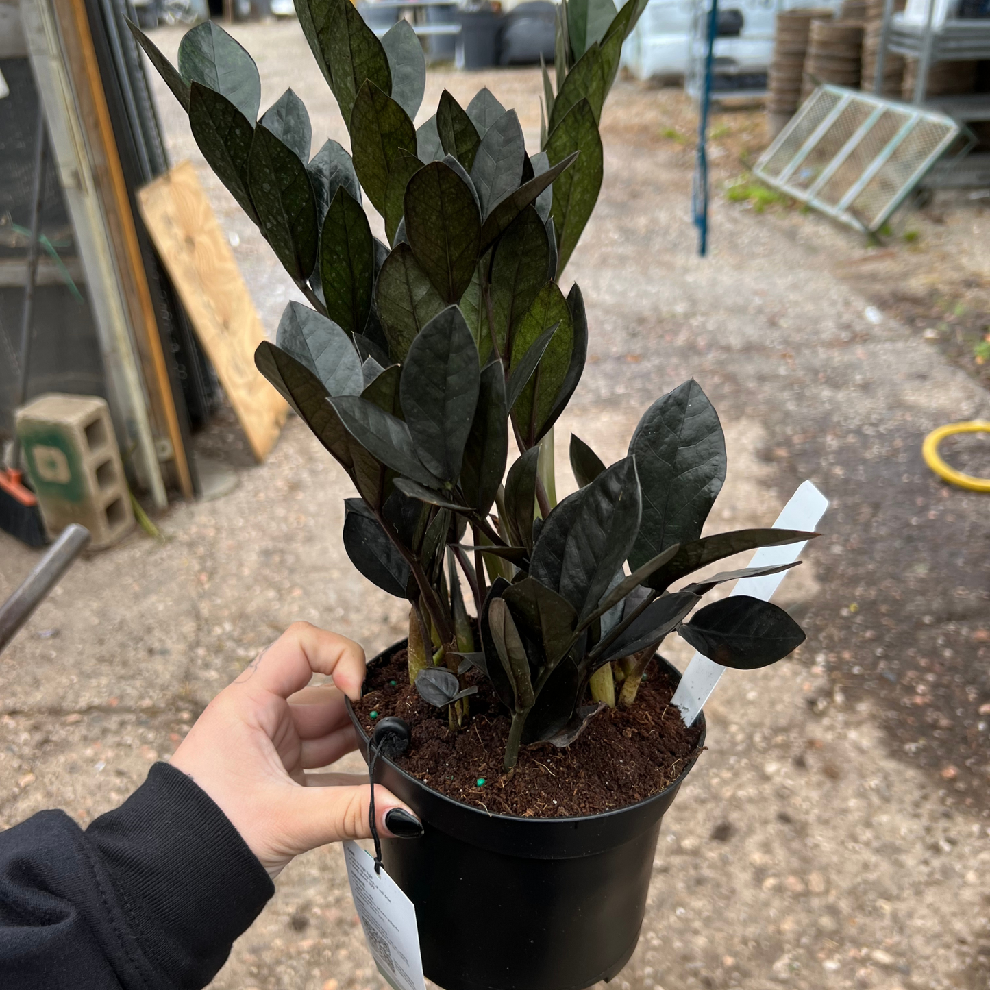 Black Raven ZZ Plant