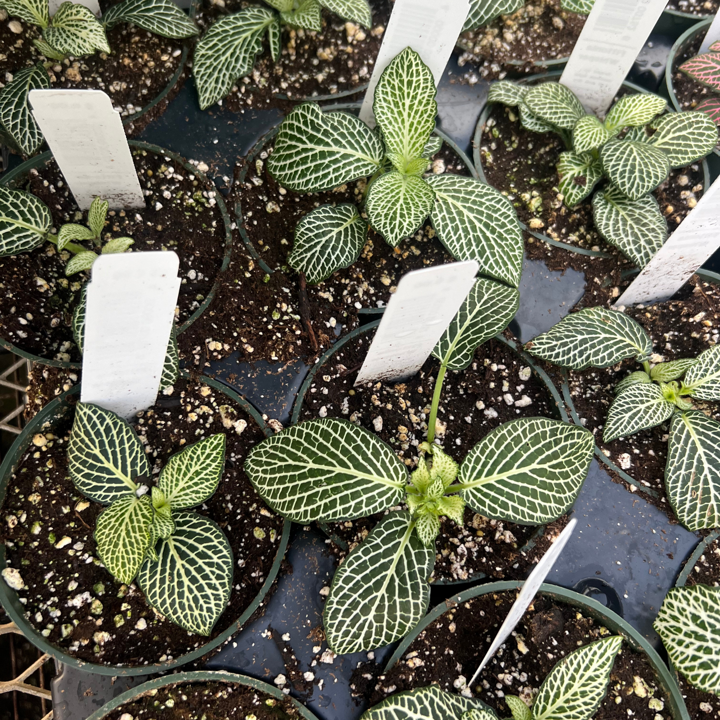 Fittonia Mosaic Whisper