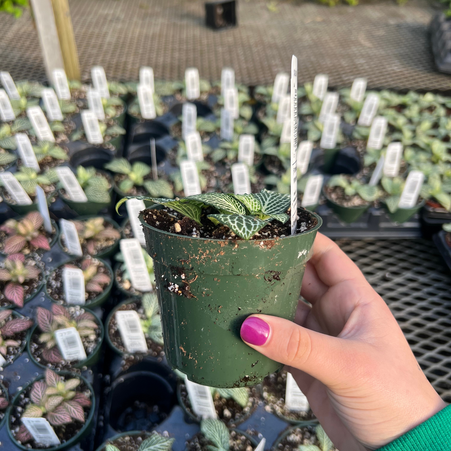 Fittonia Mosaic Whisper