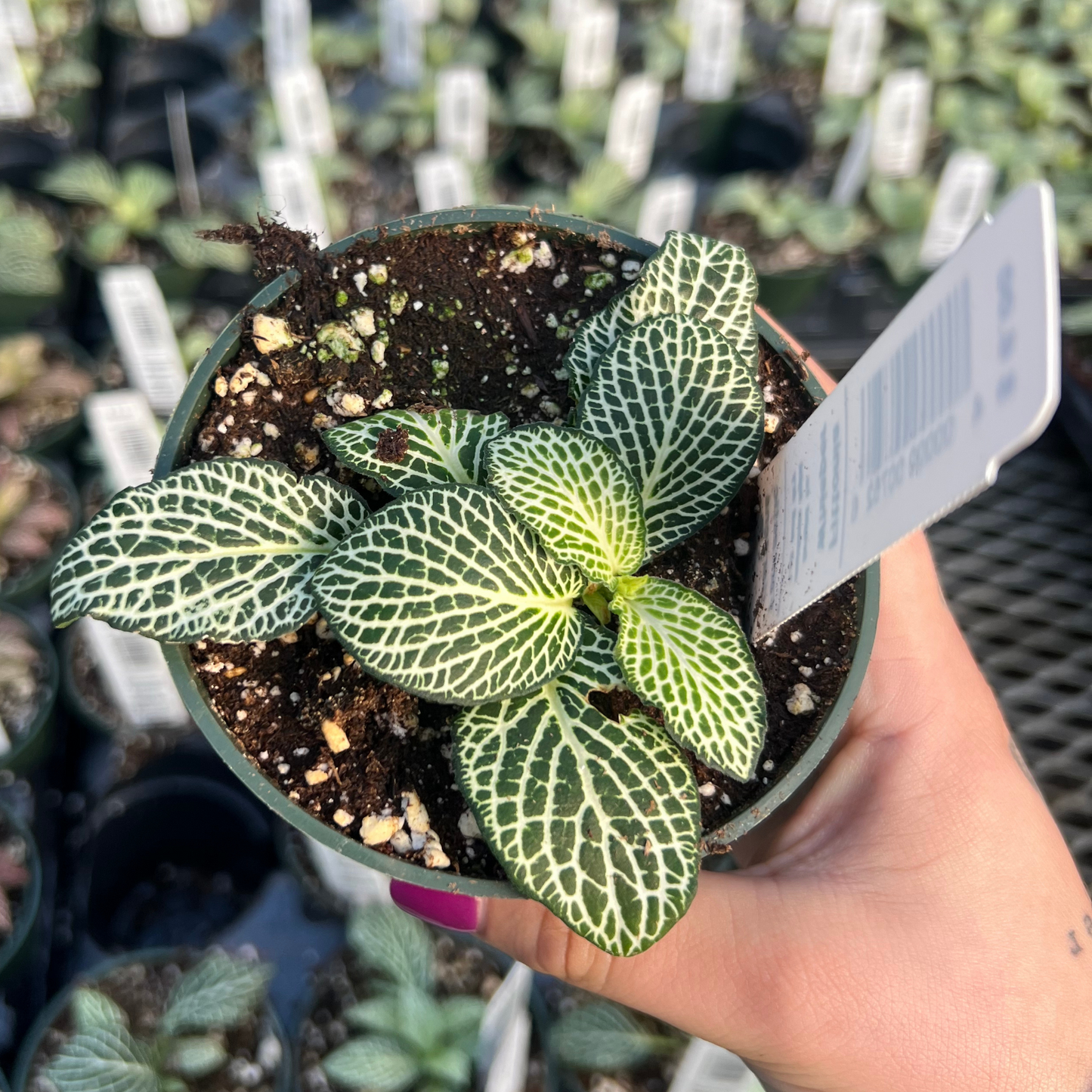 Fittonia Mosaic Whisper