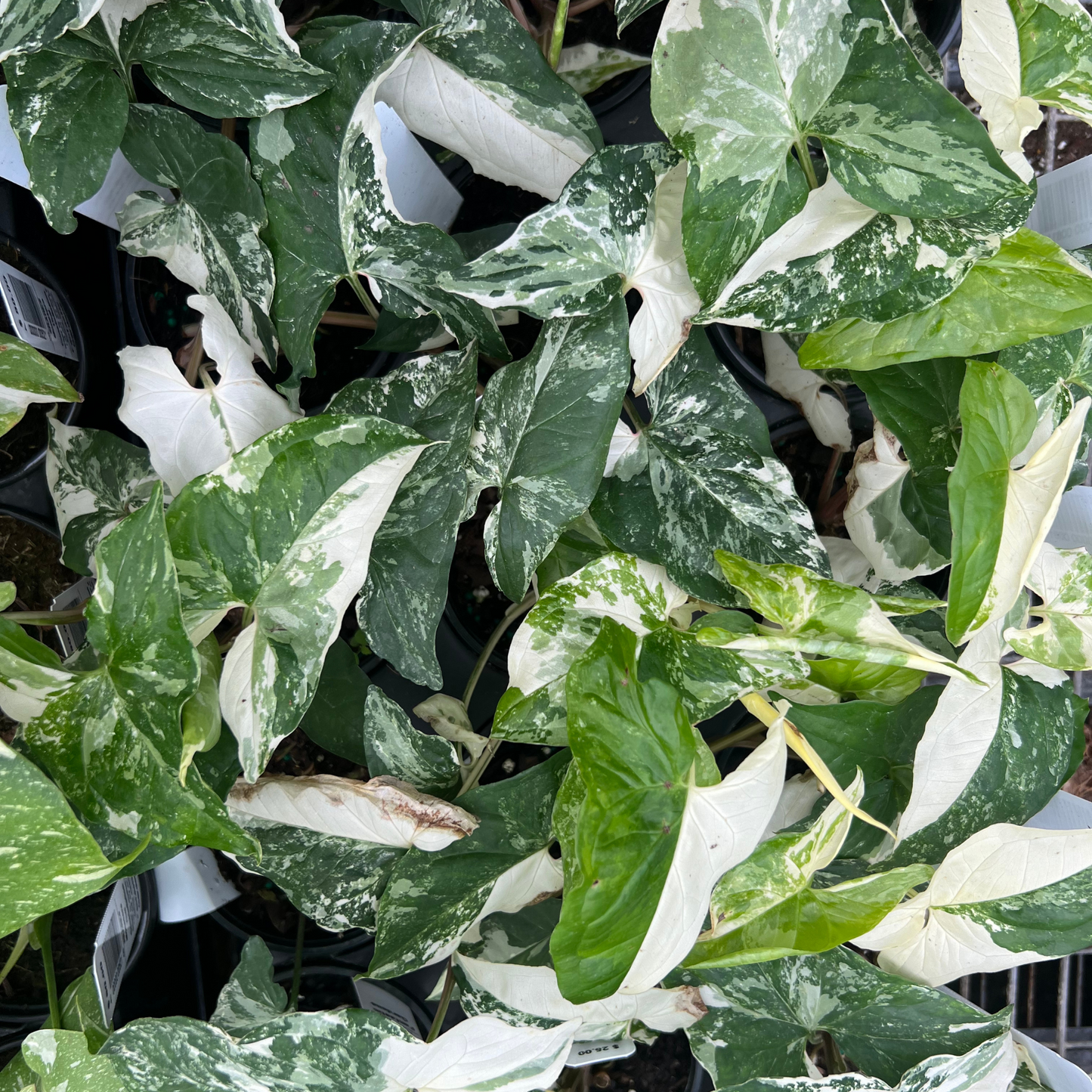 Syngonium Albo Variegated