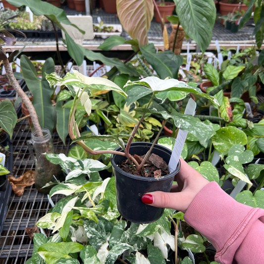 Syngonium Albo Variegated