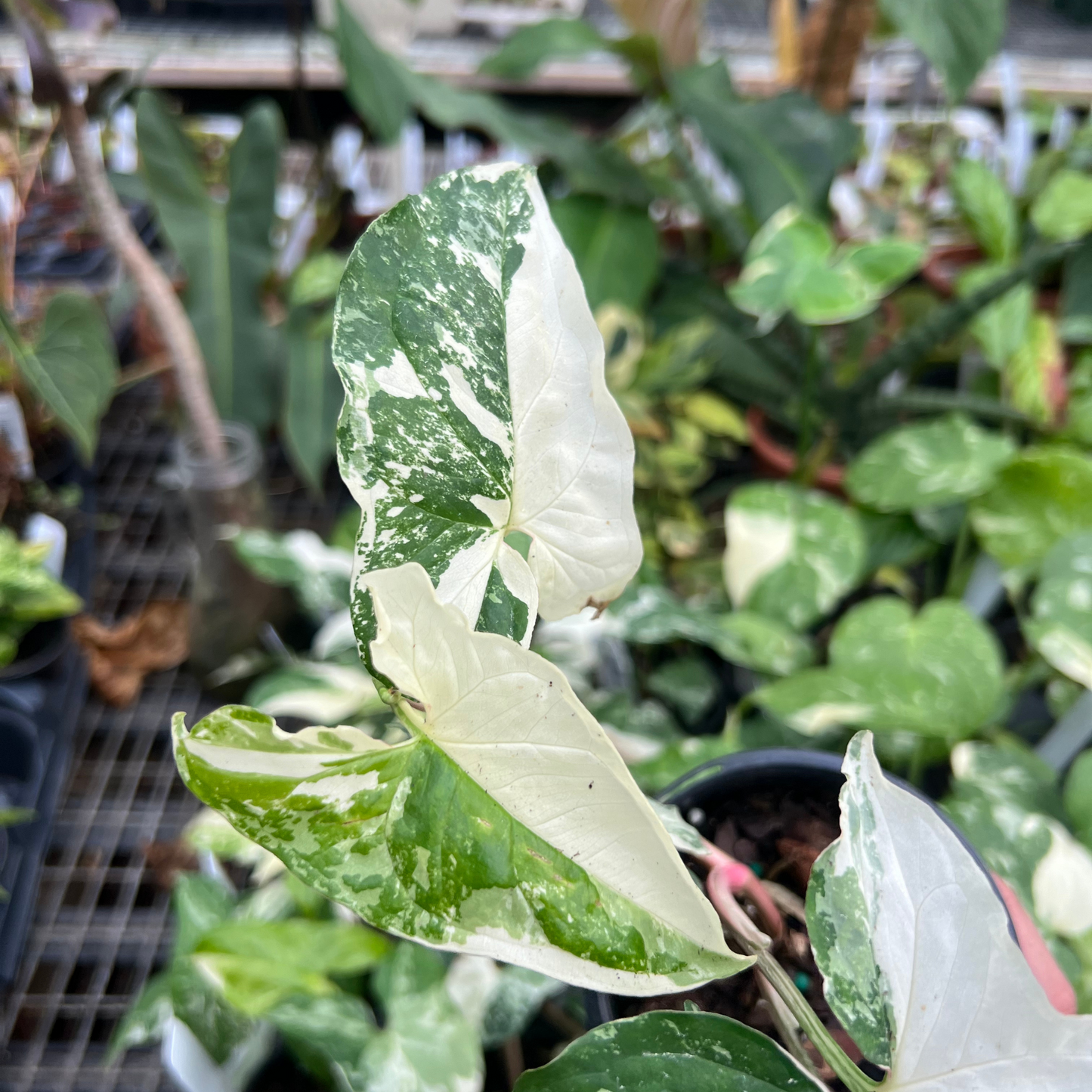 Syngonium Albo Variegated