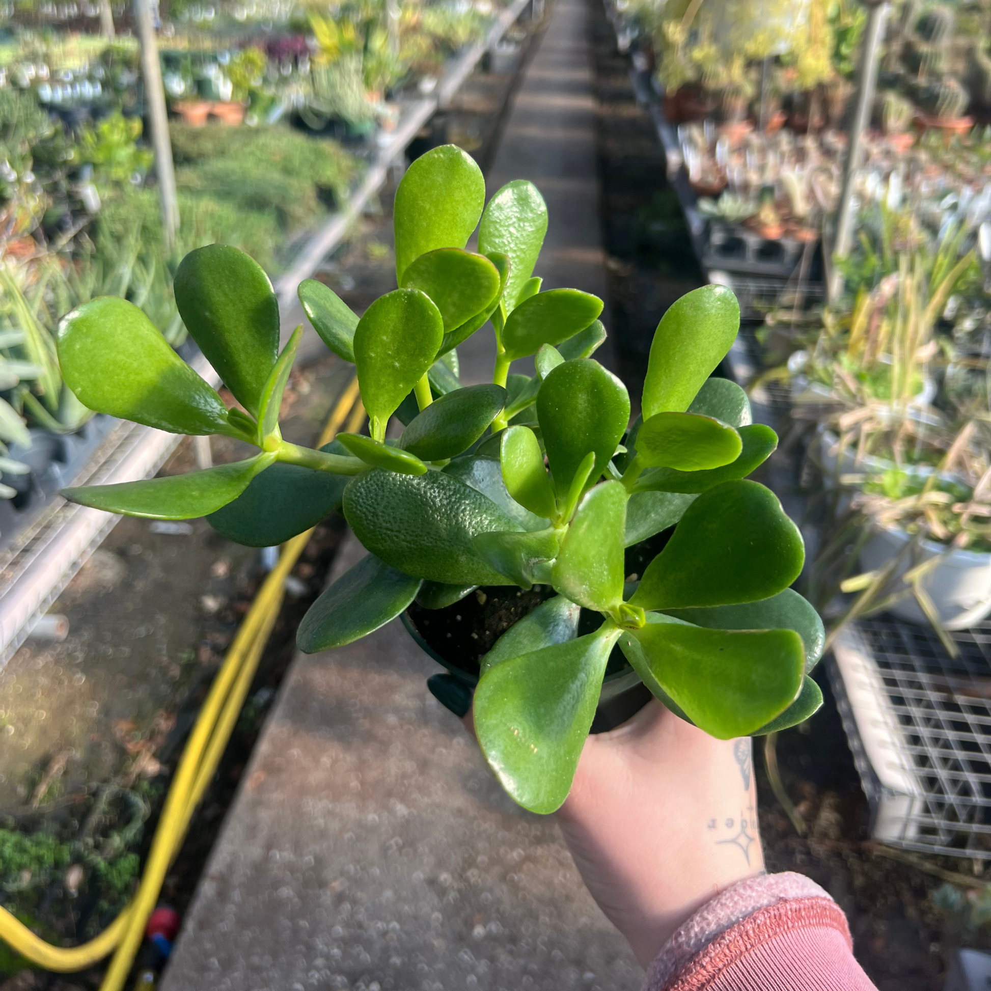 jade plant online buy Crassula Ovata Jade