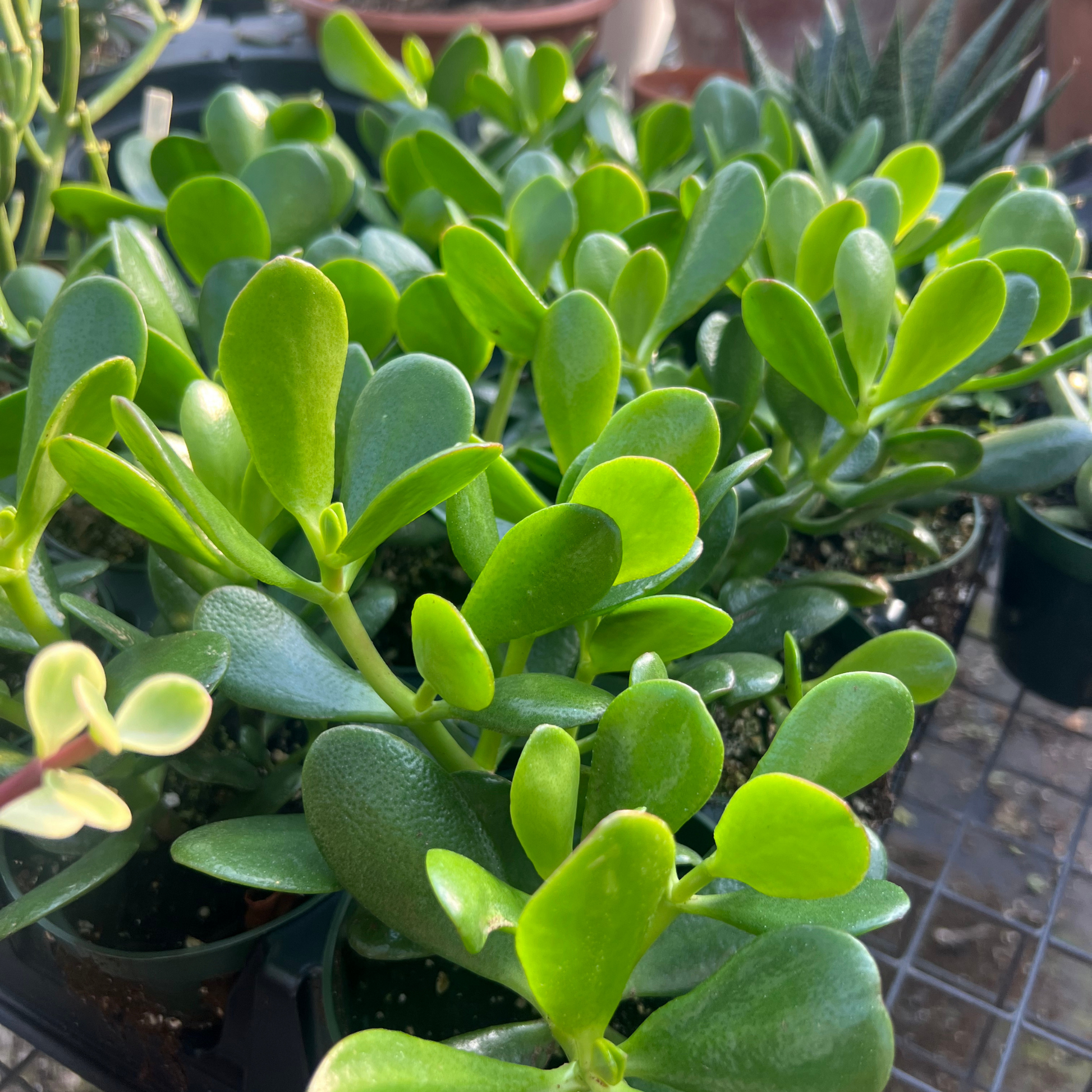 jade plant photos Crassula Ovata Jade – Fantastic Gardens