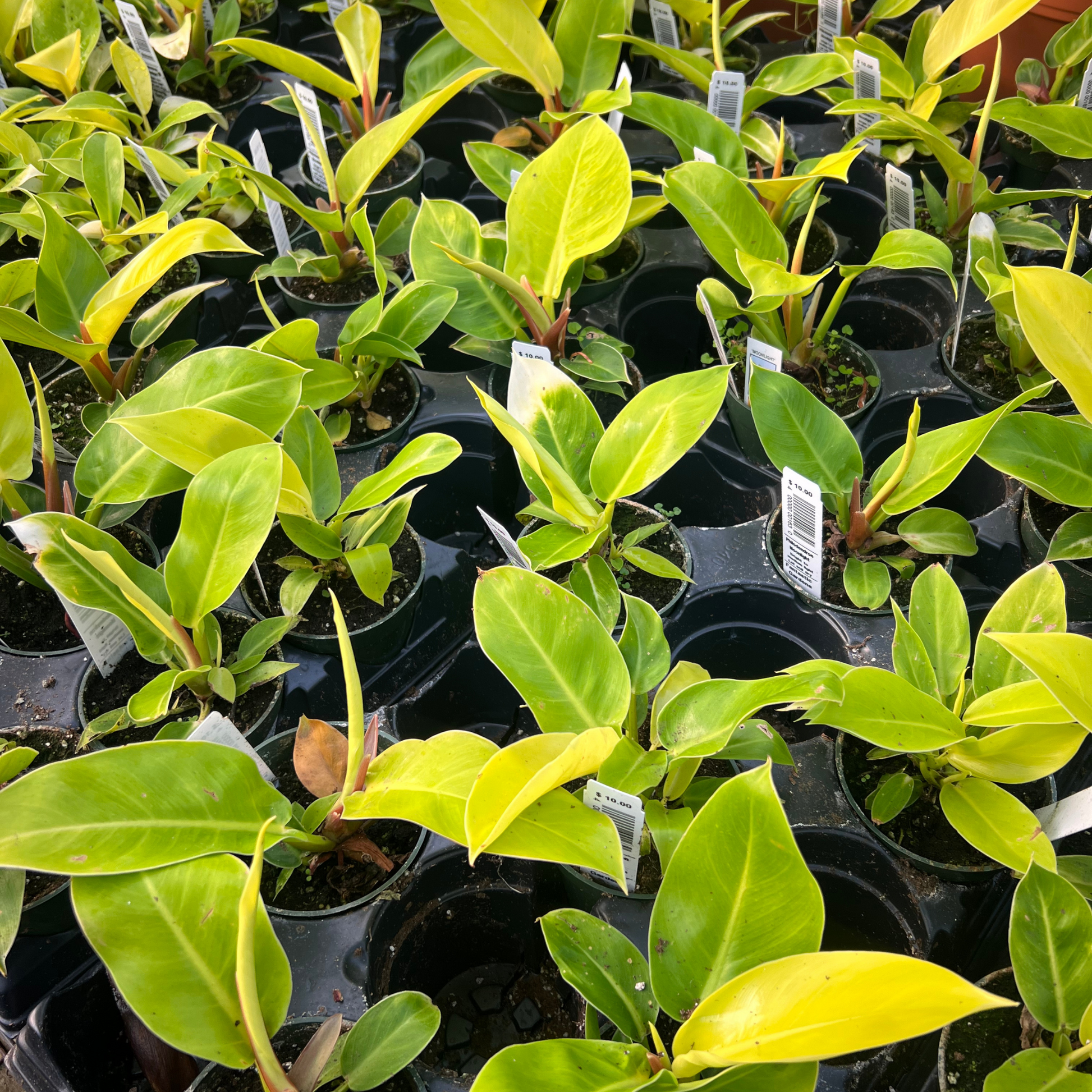 philodendron moonlight size Philodendron Moonlight