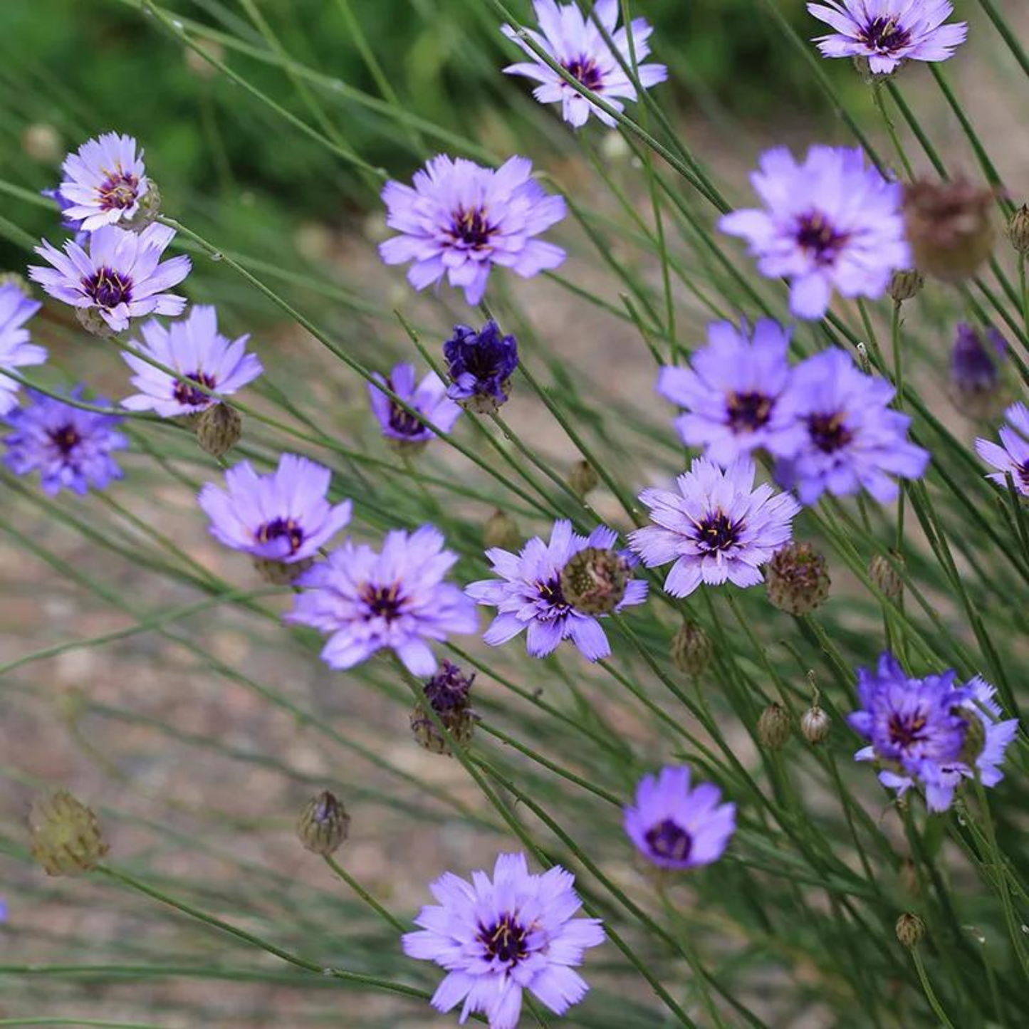 Catananche caerulea Blue