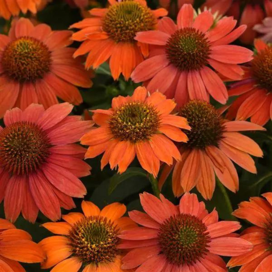 Echinacea hybrid Artisan Red Ombre