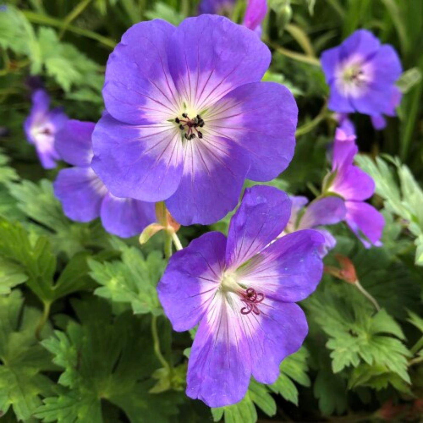 Geranium hybrid Rozanne