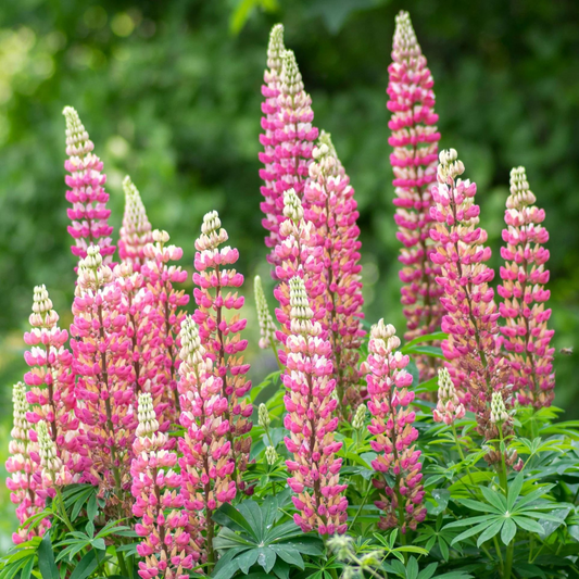 Lupinus polyphyllus Gallery Pink