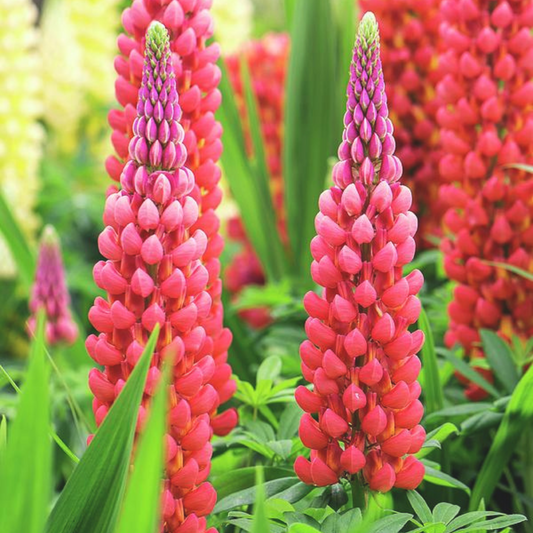 Lupinus polyphyllus Gallery Red