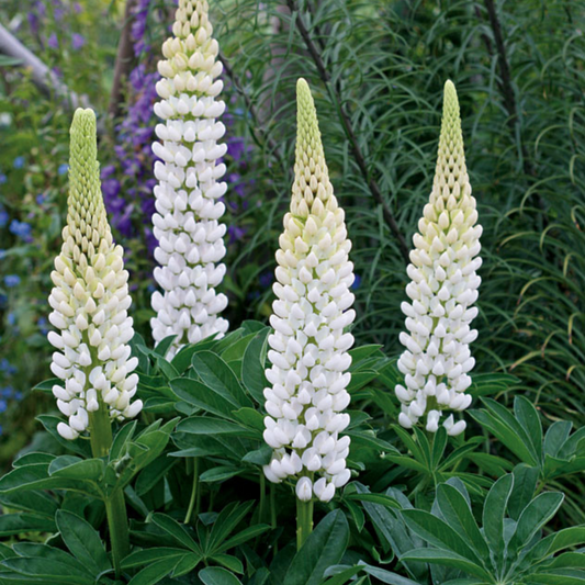 Lupinus polyphyllus Gallery White