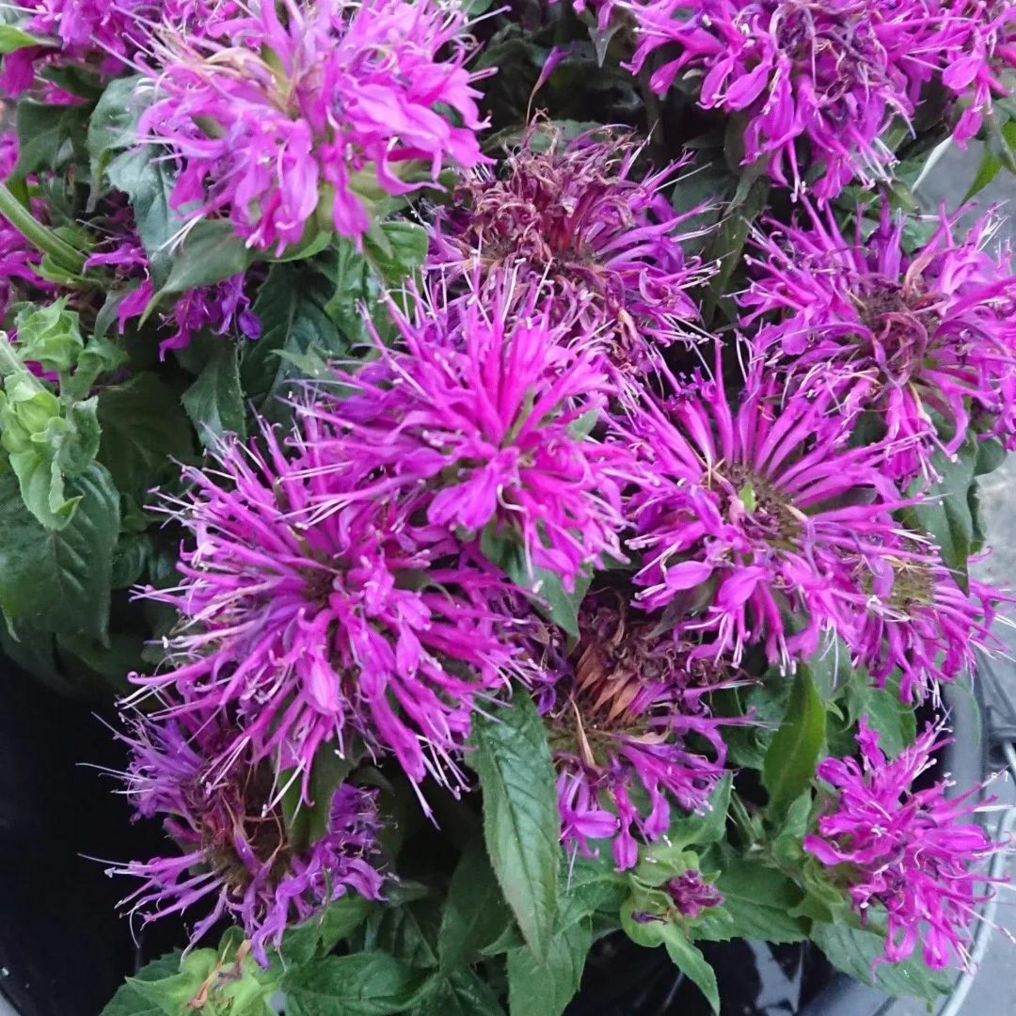 Monarda didyma Balmy Lilac