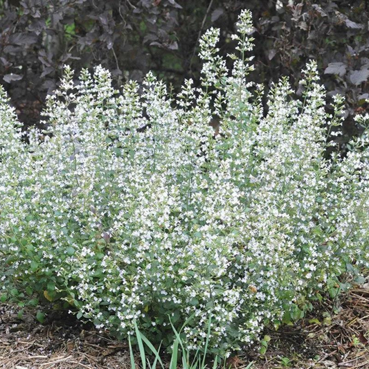 Nepeta calamintha