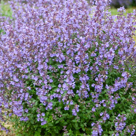 Nepeta faassenii Picture Purrfect