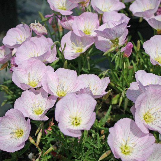 Oenothera berlandieri Siskiyou Pink