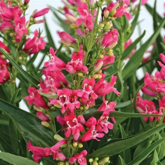 Penstemon barbatus Rock Candy Pink