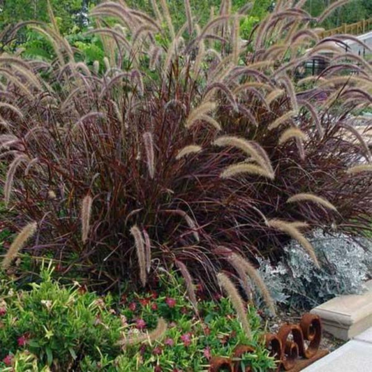 Pennisetum setaceum rubrum