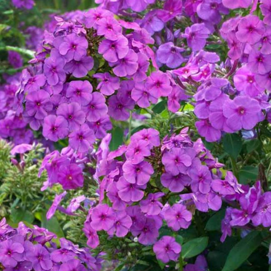 Phlox paniculata Flame Purple Improved
