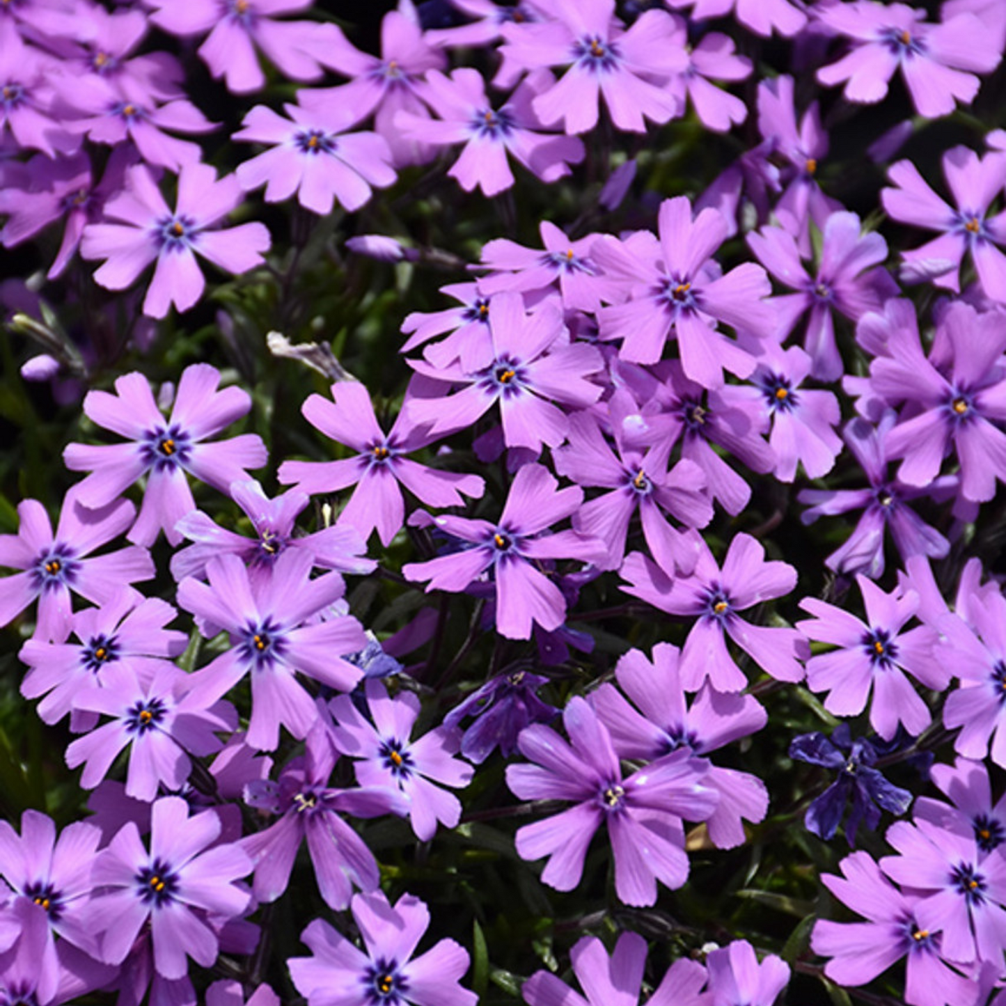 Phlox subulata Purple Beauty