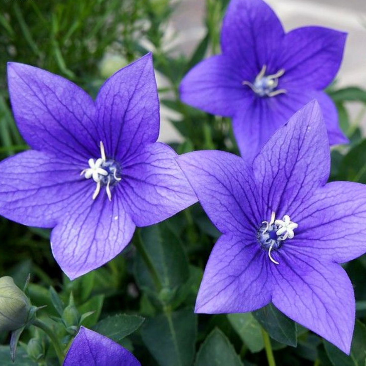 Platycodon grandiflorus Astra Blue