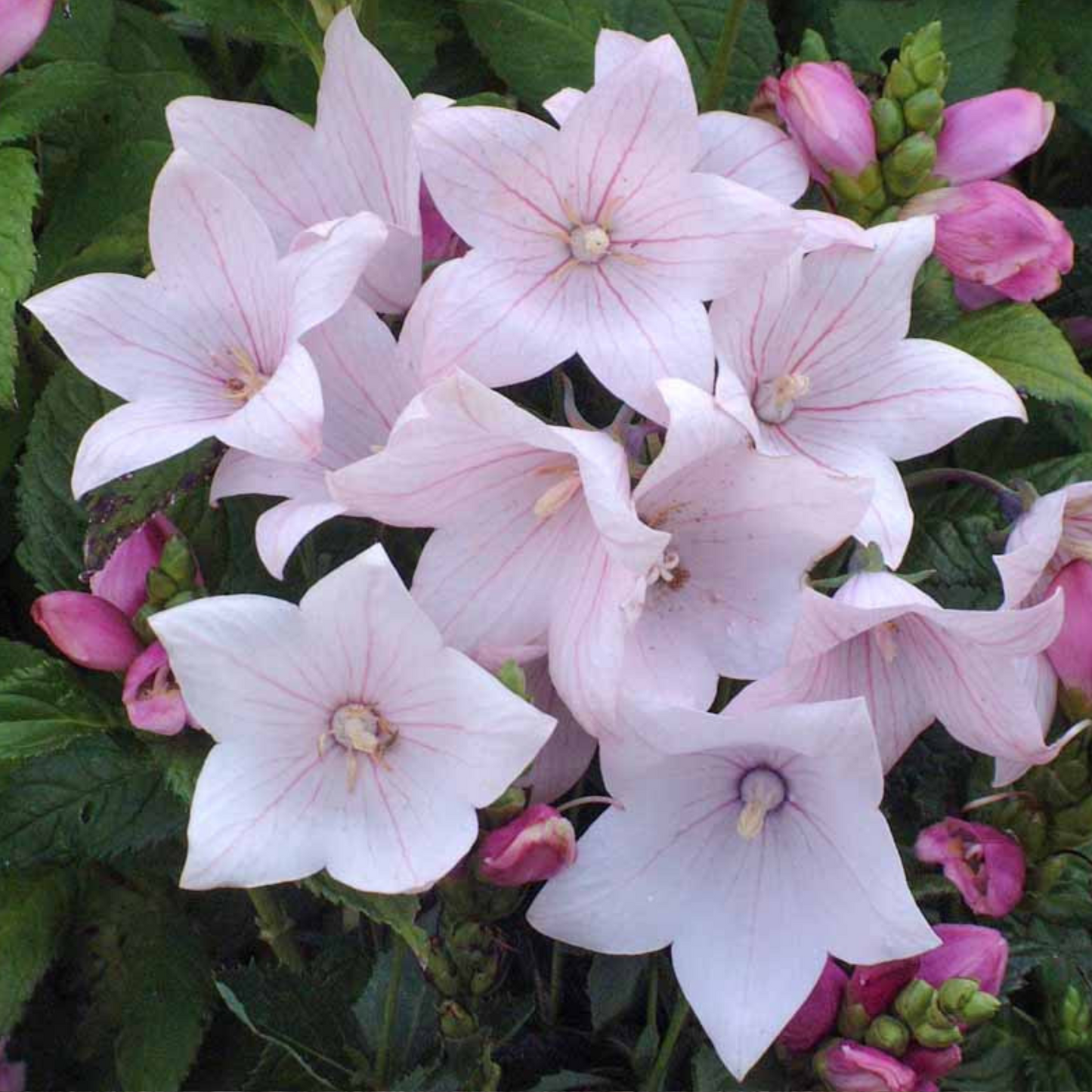 Platycodon grandiflorus Astra Pink