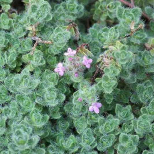 Woolly Thyme