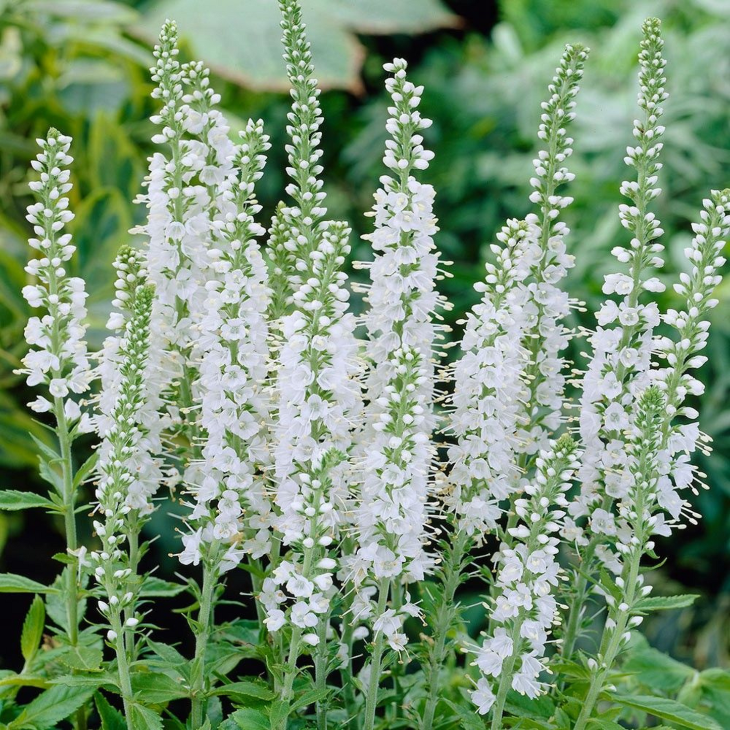 Veronica spicata Icicle White