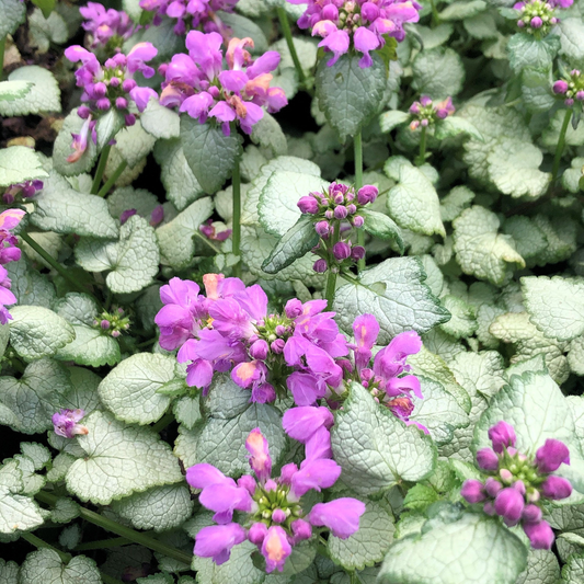 Lamium maculatum Red Nancy