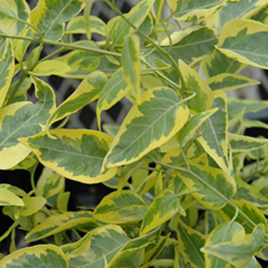 Solanum Jasminoides Variegated 'Potato Vine'