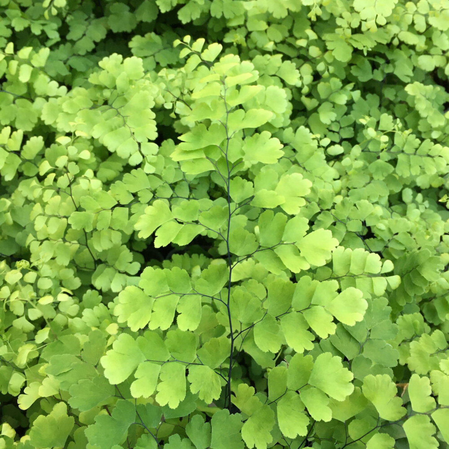 Fritz Luthi Maidenhair Fern
