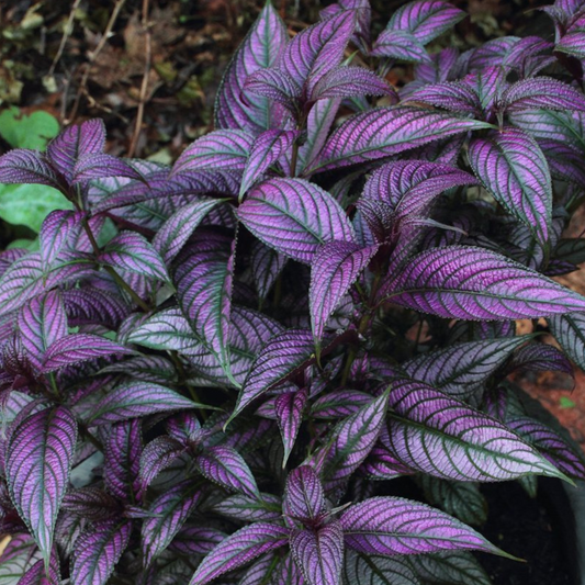 Strobilanthes Persian Shield