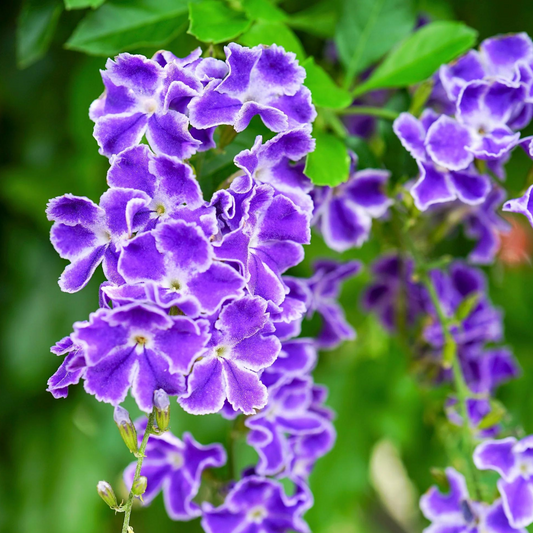 Duranta repens Blue