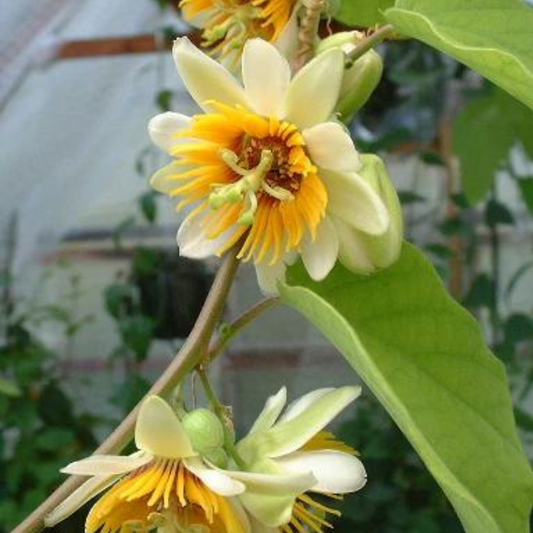 Passiflora 'Yellow'