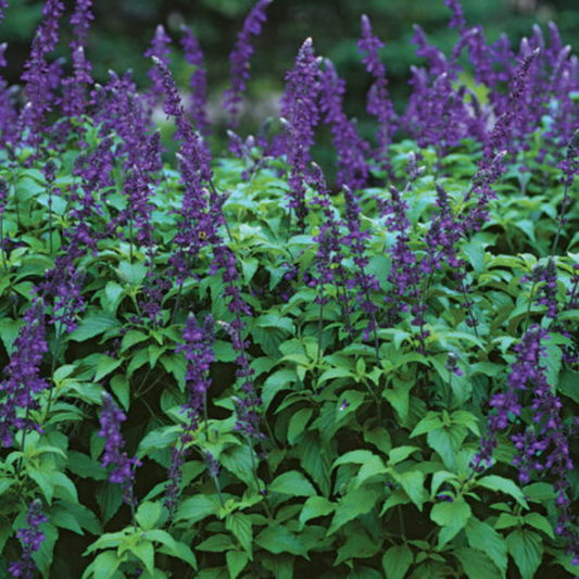 Salvia 'Indigo Spires'