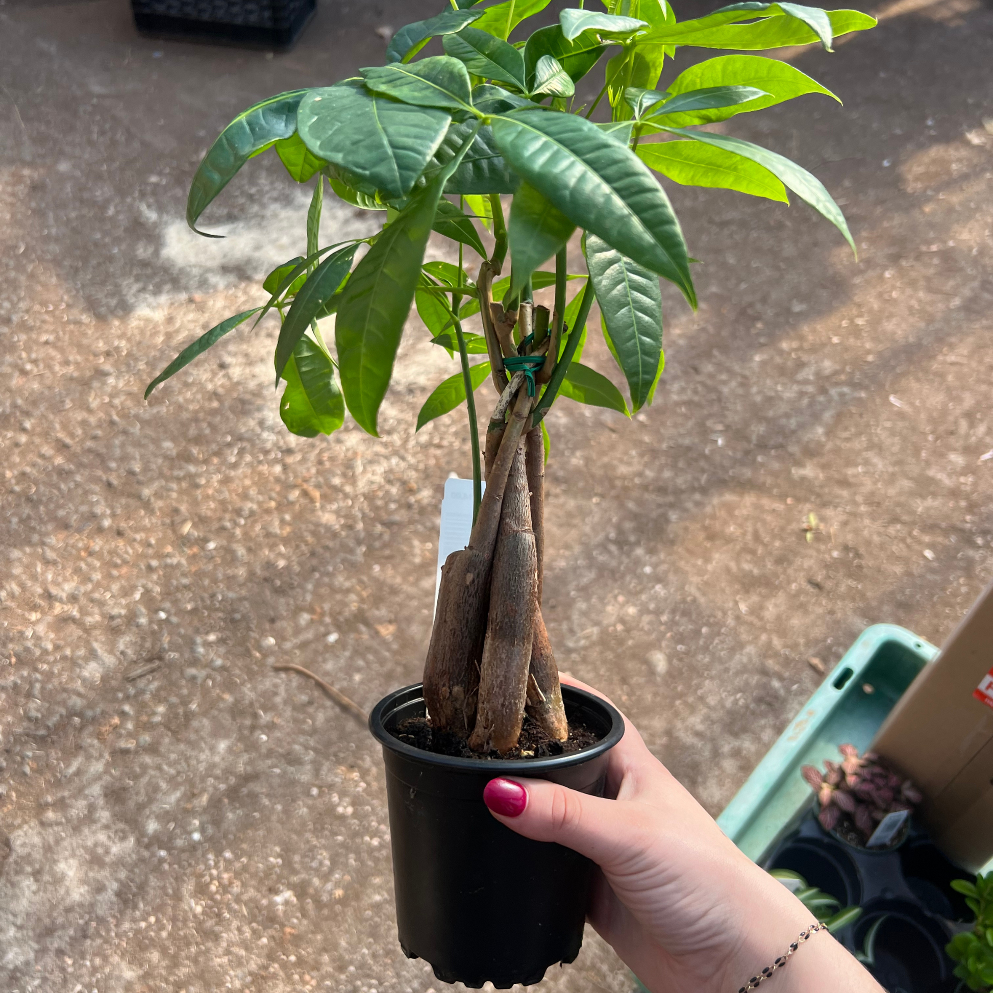 Money online tree online