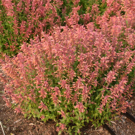 Agastache 'Guava Lava'