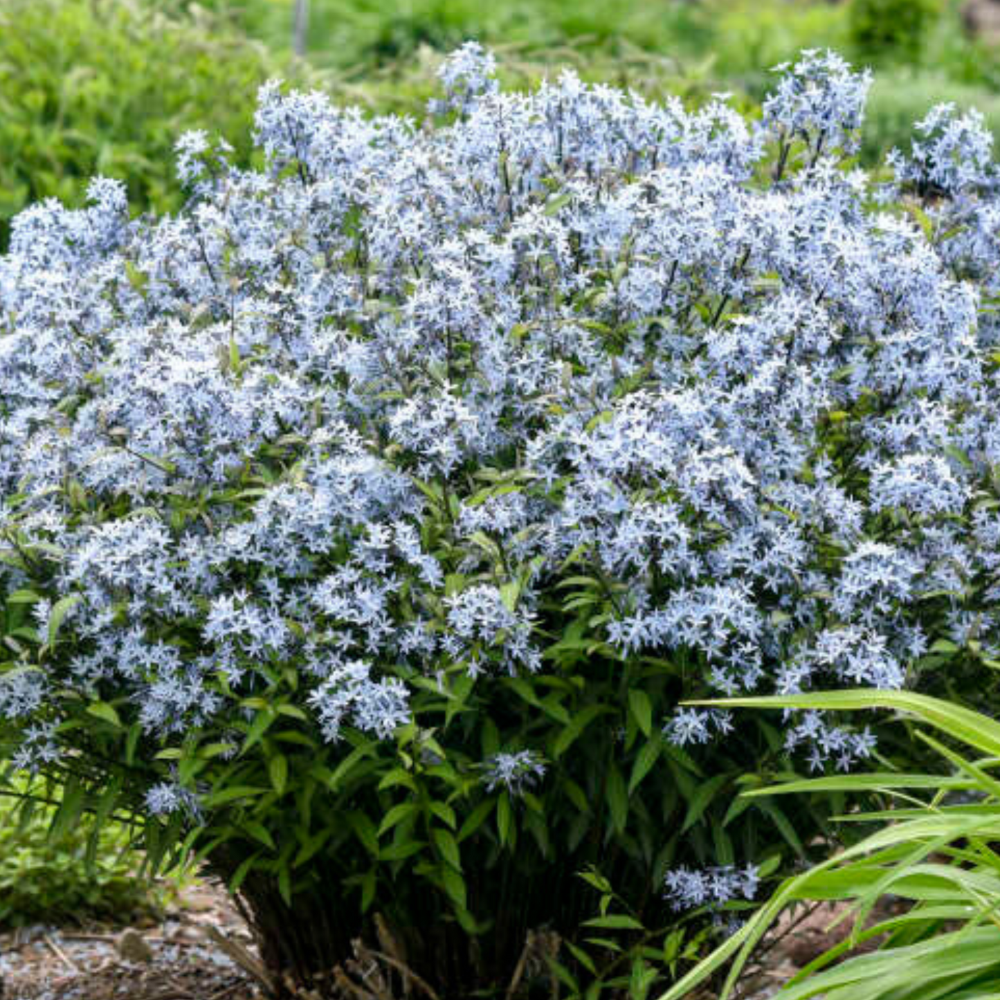 Amsonia tabernaemontana 'Storm Cloud' (PW) PICKUP ONLY