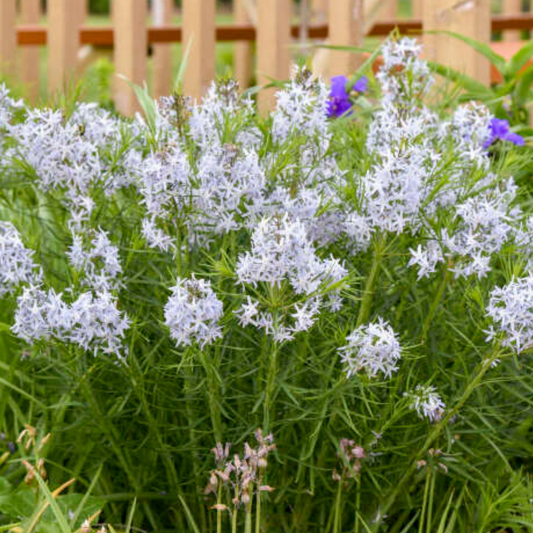 Amsonia 'String Theory' PICKUP ONLY