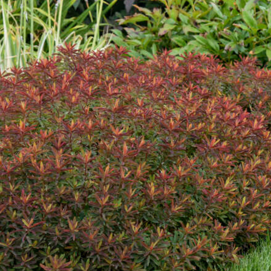 Euphorbia polychroma 'Bonfire'