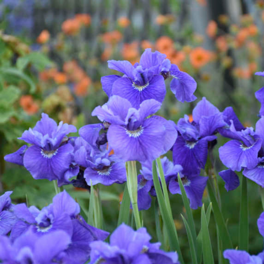 Iris sibirica 'Ruffled Velvet'