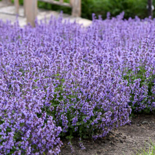 Nepeta 'Cat's Pajamas' (PW)