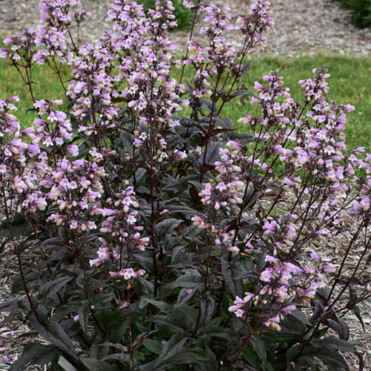 Penstemon 'Blackbeard'