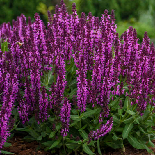 Salvia nemorosa 'Bumbleberry'