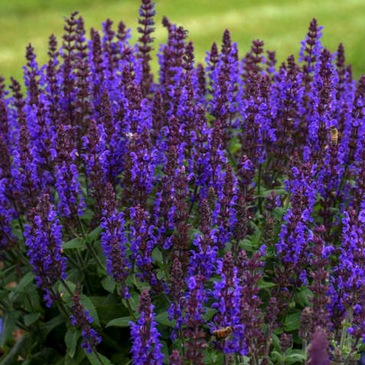 Salvia nemorosa 'Bumbleblue'