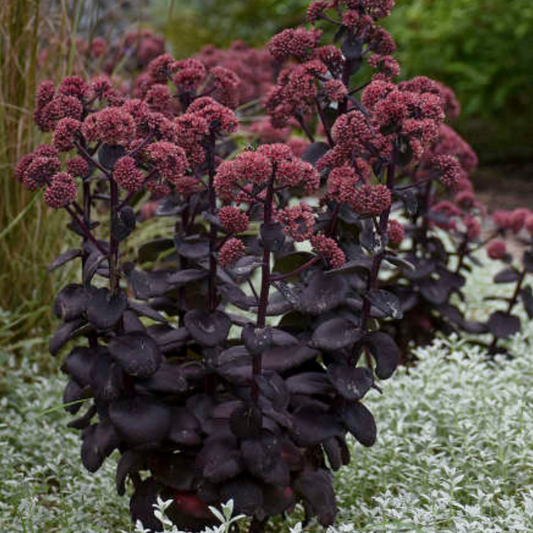 Sedum 'Night Embers'