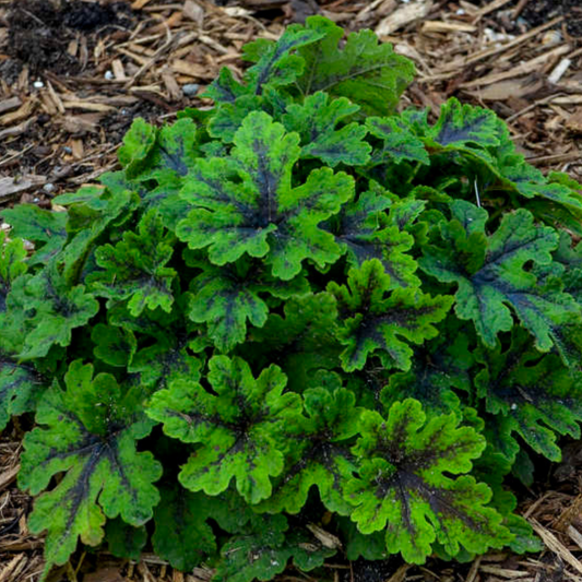 Tiarella 'Fingerpaint'